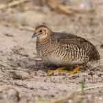 Complete Guide to Raising Quail: Everything You Should Know