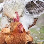 How Do Chickens Mate: The Complete Guide