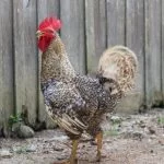 Marans Chicken: Breed Information And Owner’S Guide