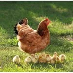 3 Simple Ways To Determine The Age Of A Chicken
