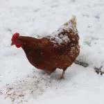 15 Cold Hardy Chickens