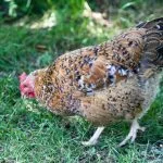 Swedish Flower Hen: What To Know Before Buying