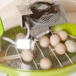 5 Best Chicken Egg Incubators: What to Know Before Buying