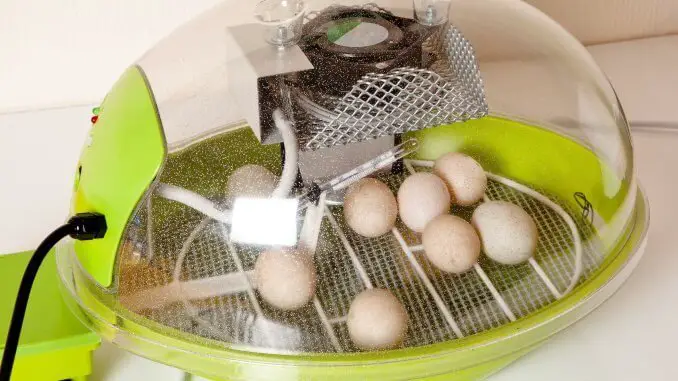 5 Best Chicken Egg Incubators: What to Know Before Buying