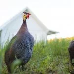 Guinea Hens For Beginners (The Complete Care Sheet)