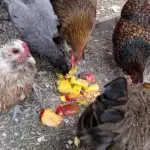 Can Chickens Eat Mangos