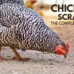 Feeding Chicken Scratch to Your Backyard Chickens (How-To Guide)
