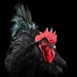 Black Australorp: Breed Information, Egg Color, Characteristics And More