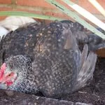 Keeping Chickens Cool During the Summer: A Complete Guide