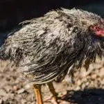 Can Chickens Swim What To Know Before Letting Your Chickens Swim