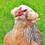 Araucana Chicken: Appearance, Personality, And Care