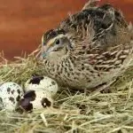 Quail Eggs & Why They’Re Perfect For Any Homesteader