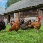 How Much Space Do Chickens Need: The Complete Guide