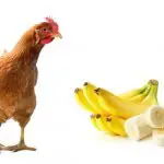 Can Chickens Eat Bananas: What To Know Before Feeding