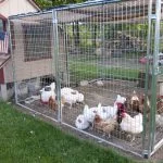 How to Keep Flies Out Of Your Chicken Coop (Top Tips)