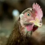 10 Common Chicken Sounds & Noises (Knowing What They Mean)
