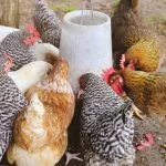 5 Best Automatic Chicken Feeders: The Complete Guide