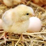 Caring for Baby Chicks: Requirements And What to Expect