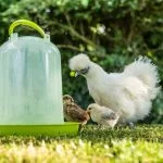 10+ Natural Ways To Make Chickens Lay More Eggs