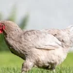 Olive Egger Chickens All You Need To Know: Eggs, Appearance, And More